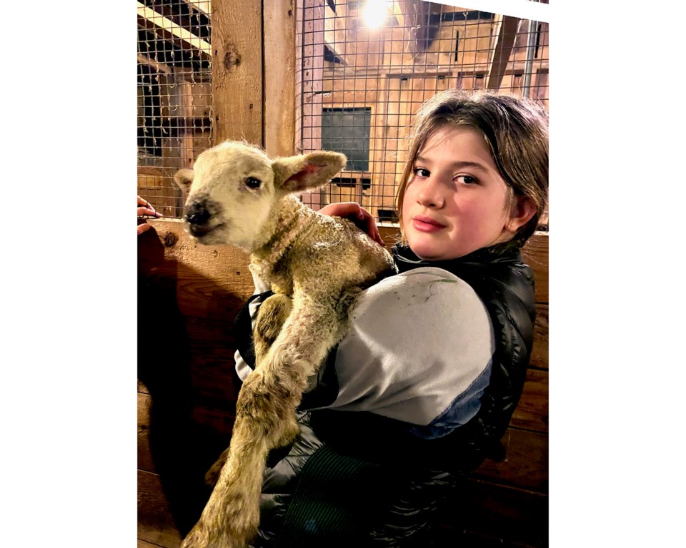Young girl holding a young lamb